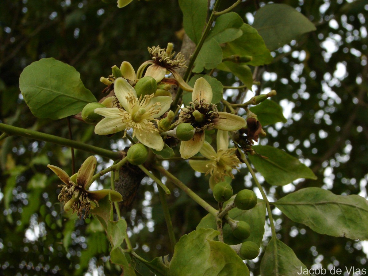 Aegle marmelos (L.) Corrêa